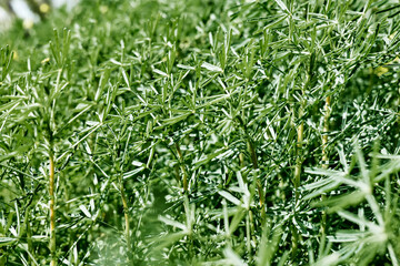Beautiful decorative green grass as element of landscape design. Gardening, greenery. Home garden. Beautiful foliage in green color. Nature background for your design. Selective focus.