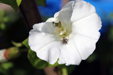 Sirfide Syrphidae insetto volatore impollinatore su fiore bianco