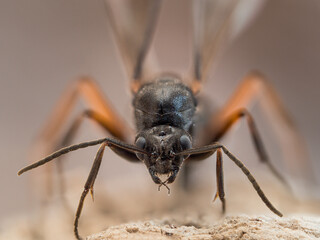 Makroaufnahme einer geflügelten Walameise in Frontalansicht.