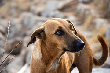 Stock photo of hungry and innocent brown color street dog roaming on the street and looking at the camera at Chittapur , Karnataka India.