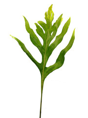 Fototapeta na wymiar The wart fern of Hawaii.( Phymatosorus scolopendria fern) Green leaves isolated on white background.