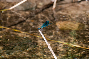 Libelle 2