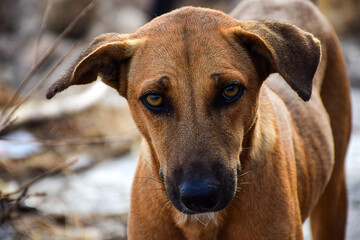 Stock photo of hungry and innocent brown color street dog roaming on the street and looking at the camera at Chittapur , Karnataka India.