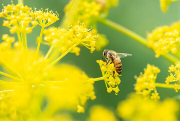 Bee on Ferula flowers.