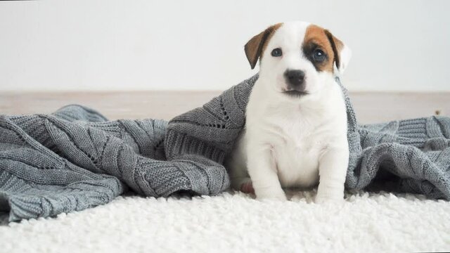 Newborn Puppy on knitted plaid