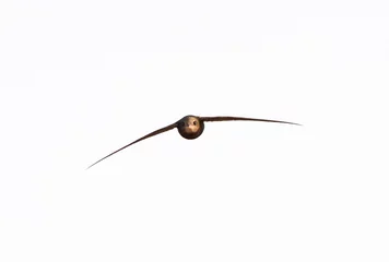 Fototapeten Gierzwaluw, Common Swift, Apus apus © AGAMI