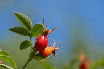 Hagebutten