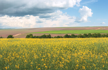 Spring Wavy yellow rapeseed field with stripes and wavy abstract landscape pattern. Corduroy summer rural rape landscape.Yellow undulating fields of crops.Yellow Background texture