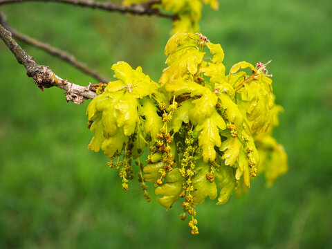 Im Fr&uuml;hling fotografierte m&auml;nnliche und weibliche Bl&uuml;tenst&auml;nde der Stieleiche an einen kleinen Ast.