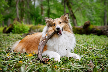 Dog holding a stick in the forest.