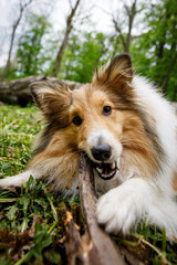 Dog holding a stick in the forest.