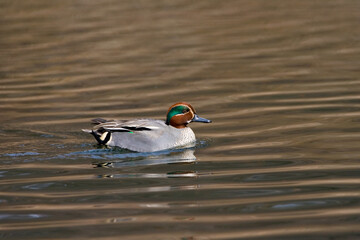 Obraz premium Wintertaling, Commmon Teal, Anas crecca