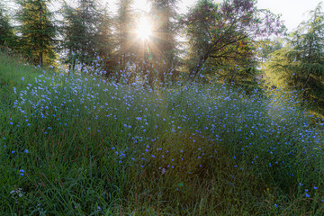 tree in a park, in the morning light in spring