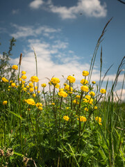 Wiese mit einer Gruppe gelb blühenden Trollblumen vor blauen Himmel. 
