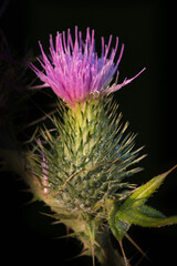 Distel 2