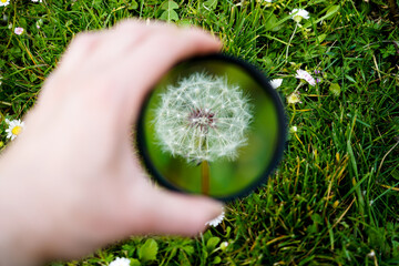 Pusteblume 2