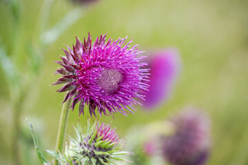 Distel