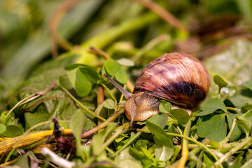 Garden snail drink water, macro nature, extreme close up snail in a natural habitat with rain drops on a grass.