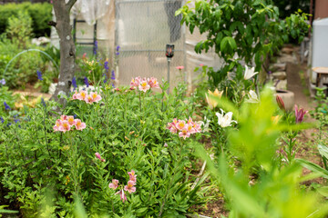 庭に咲いたアストロメリアと花壇