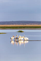 Flock of great white pelicans in the shallows of Lake Amboseli