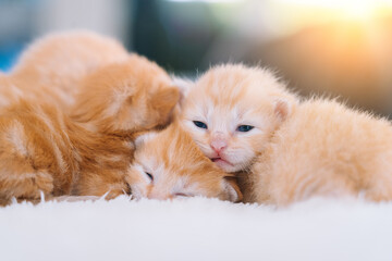 Newborn baby red cat sleeping on funny pose. Group of small cute ginger kitten. Domestic animal. Sleep and cozy nap time. Comfortable pets sleep at cozy home. Selective focus