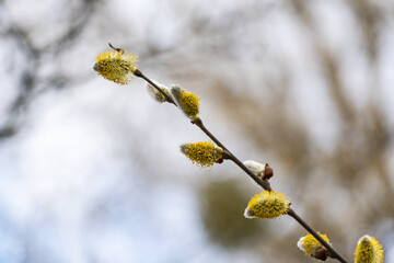 Weidenk&auml;tzchen 1