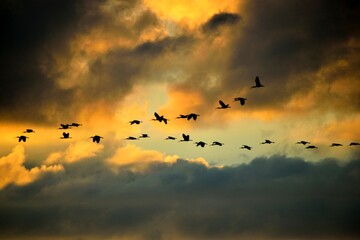 Great Herons in formation flying over the river at St. Augustine, Florida.