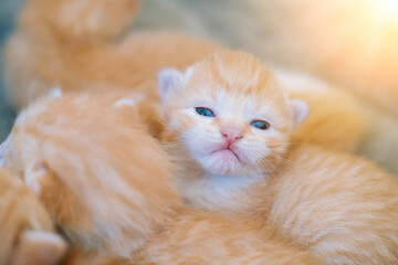 Newborn baby red cat sleeping on funny pose. Group of small cute ginger kitten. Domestic animal. Sleep and cozy nap time. Comfortable pets sleep at cozy home. Selective focus