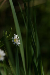 Frühlingsblume 2