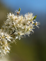 Kirschblüten im Frühling