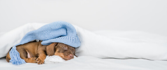Cute Dachshund puppy wearing warm hat sleeps under white warm blanket on a bed at home. Empty space...