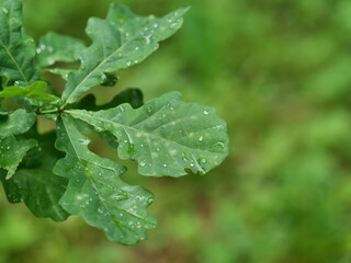 rain drops on leaf