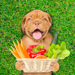 Funny puppy farmer holds basket of vegetables on summer green grass. Top down view