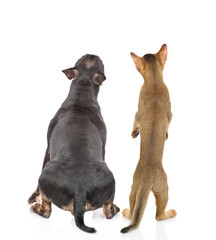 Fototapeta premium Abyssinian cat stands on hind legs near a miniature bull terrier dog in back view. Pets look up together. isolated on white background