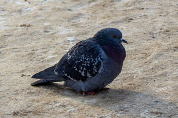 Pigeons on dirty snow in russian city