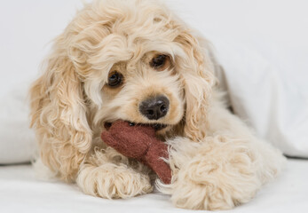 American Cocker spaniel puppy gnaws toy bear on a bed at  home before sleep