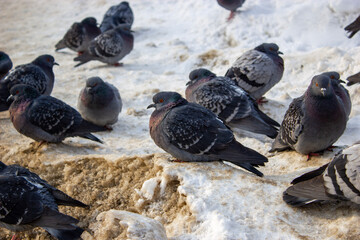 Fototapeta premium Pigeons on dirty snow in russian city