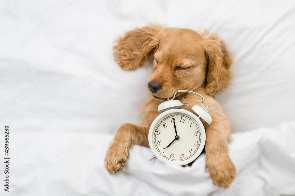 Poster english cocker spaniel puppy sleeps with alarm clock under white warm blanket on a bed at home. empt