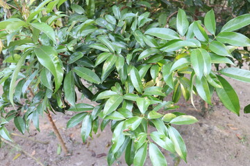 litchi farm view on field