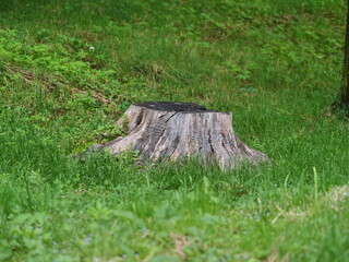 stump in the forest