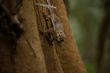 A squirrel collecting small branches for its nest