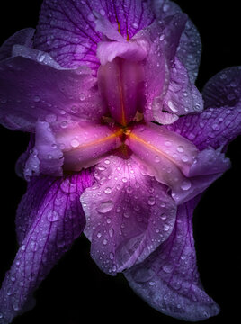iris