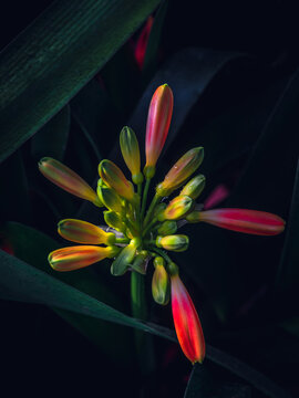 clivia