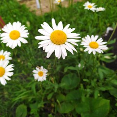 White chamomile flowers on the site. Concept: nature, flowers, spring, biology, fauna, environment, ecosystem