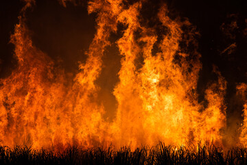 Pre-harvest burning sugarcane