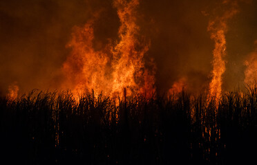Pre-harvest burning sugarcane