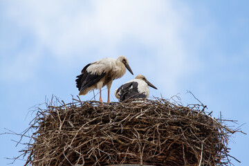 Zwei junge Störche / Jungtiere - Weißstorch / Klapperstorch im Nest (Lat.: Ciconia ciconia)