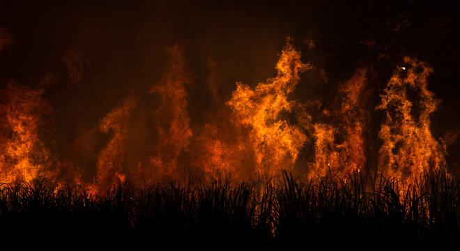 Pre-harvest burning sugarcane