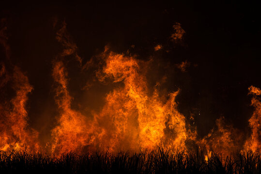 Pre-harvest burning sugarcane