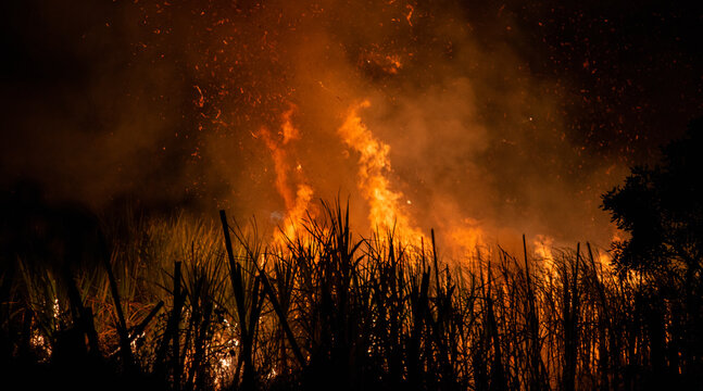Pre-harvest burning sugarcane